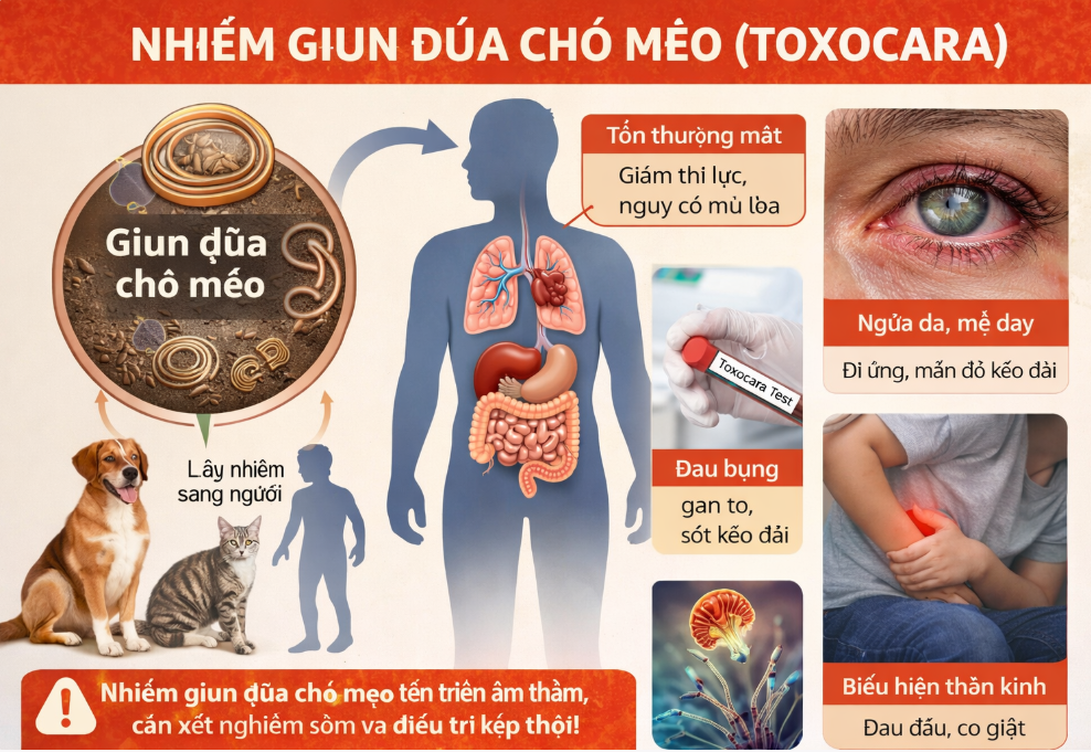XÉT NGHIỆM GIUN ĐŨA CHÓ MÈO (TOXOCARA) – PHÁT HIỆN SỚM, ĐIỀU TRỊ KỊP THỜI
